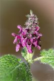 Stachys sylvatica. Соцветие. Ленинградская обл., Кингисеппский р-н, берег оз. Глубокое. 05.07.2014.