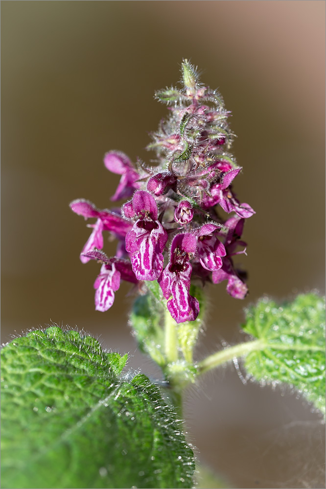 Image of Stachys sylvatica specimen.