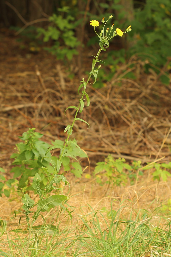 Image of Picris hieracioides specimen.