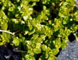 Honckenya peploides subspecies diffusa. Верхушки побегов с цветками. Соловецкие острова, остров Большой Заяцкий. 07.07.2014.