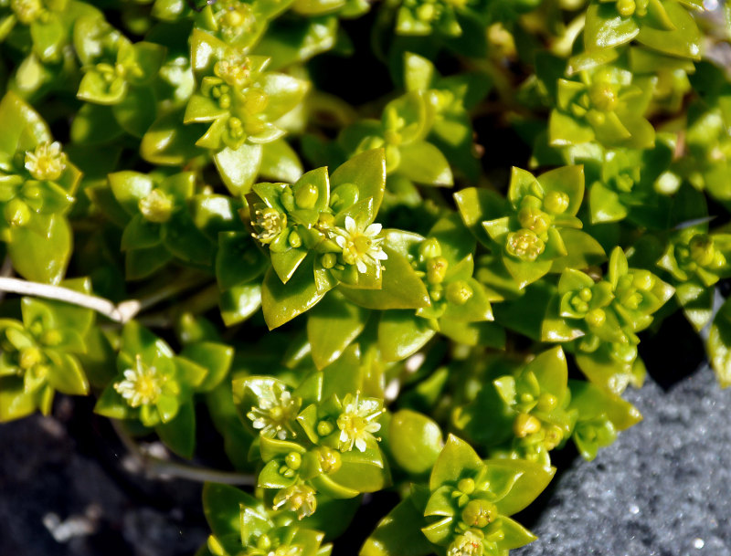 Image of Honckenya peploides ssp. diffusa specimen.