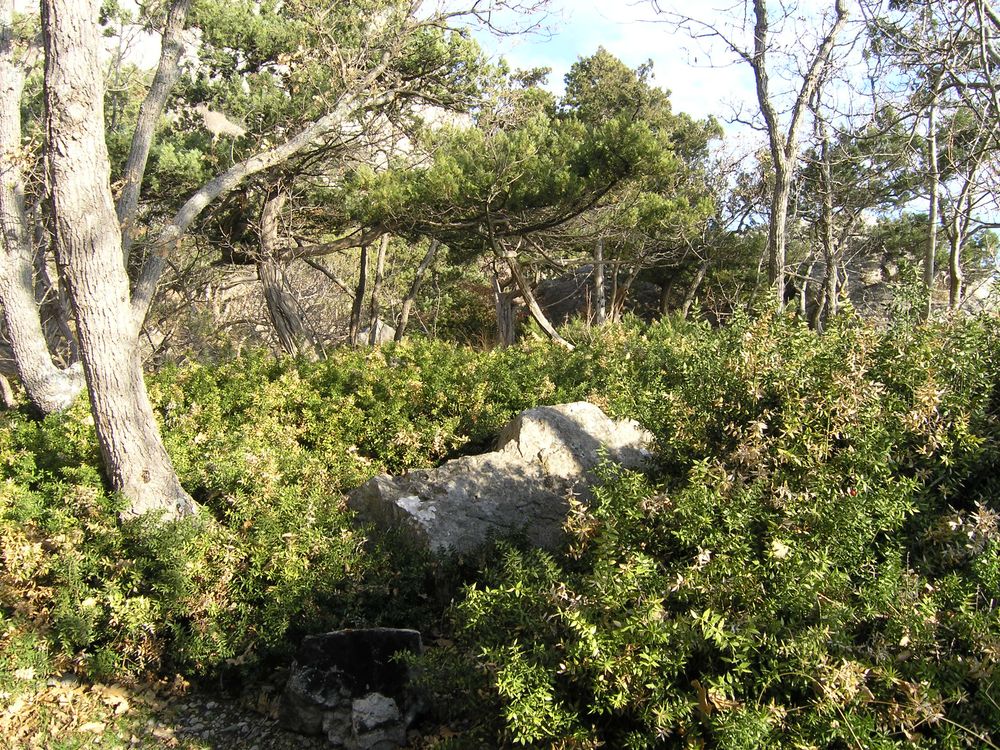 Image of Ruscus aculeatus specimen.