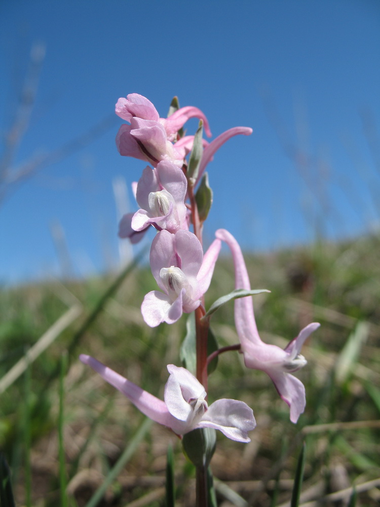 Image of Corydalis glaucescens specimen.