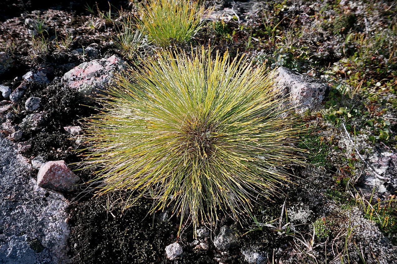 Изображение особи Trichophorum cespitosum.