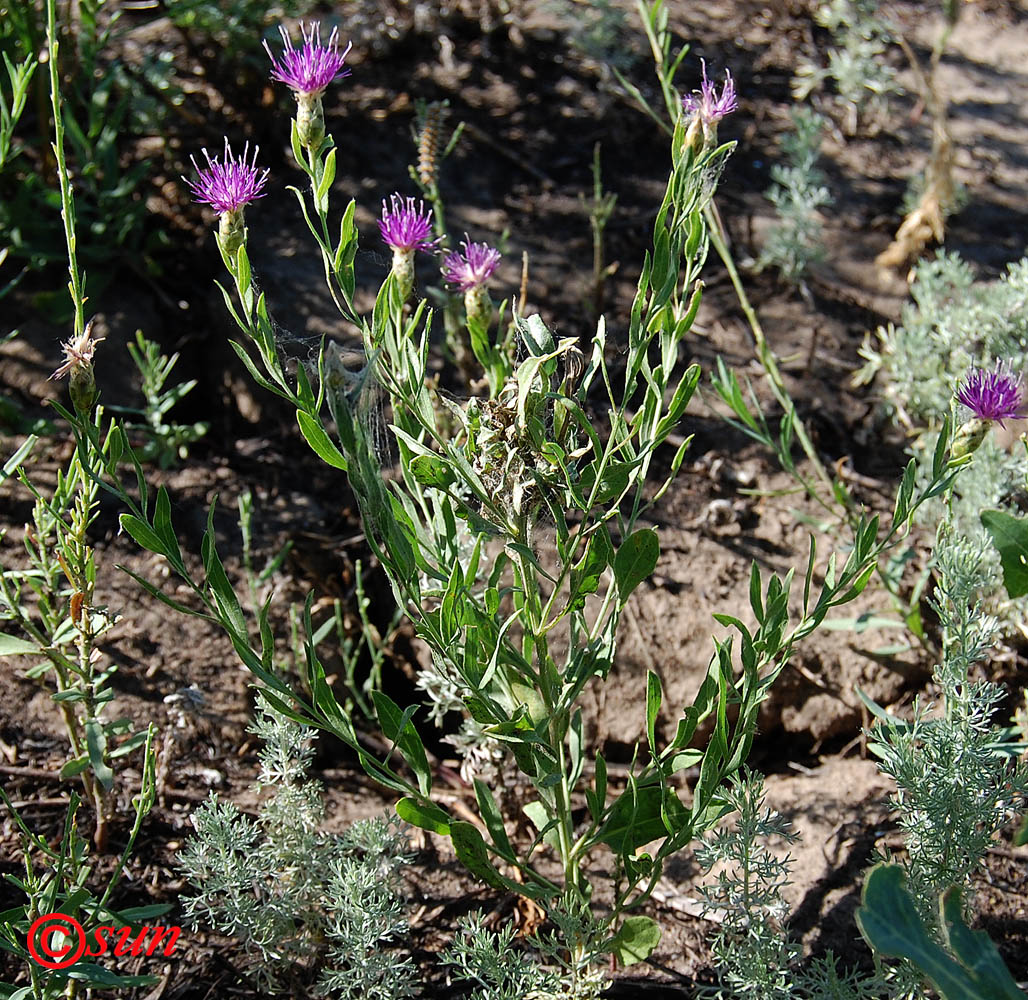 Image of Acroptilon repens specimen.
