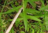 Hieracium veresczaginii. Листья в средней части генеративного побега. Красноярский край, Каратузский р-н, урочище Сибирячка, берег р.Тайгиш, низкая пойма. 28.07.2014.