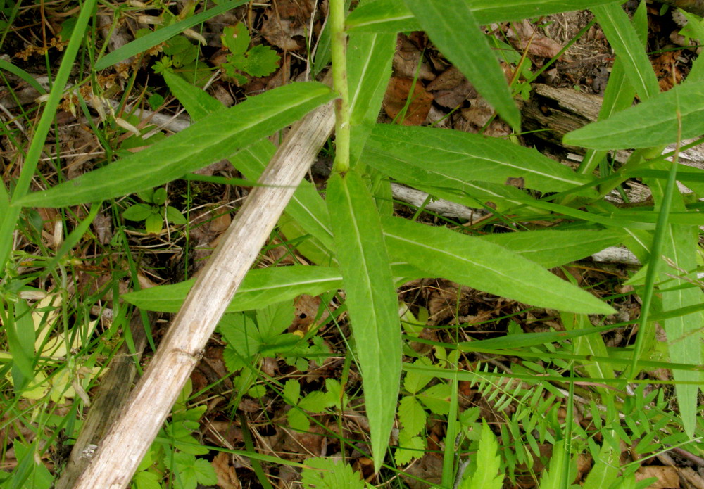 Image of Hieracium veresczaginii specimen.