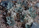 Astragalus borodinii