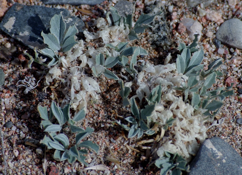 Изображение особи Astragalus borodinii.