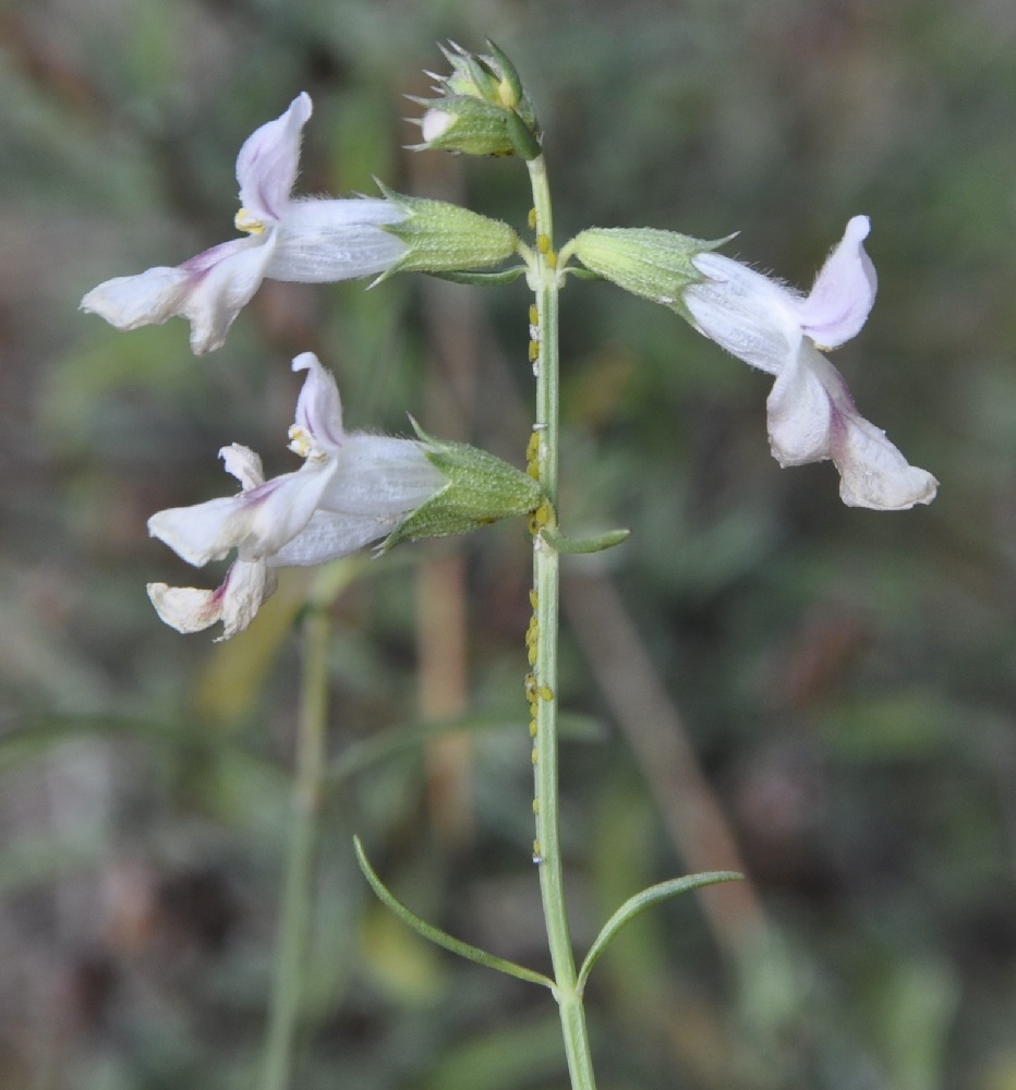 Изображение особи Stachys angustifolia.