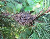 Picea abies