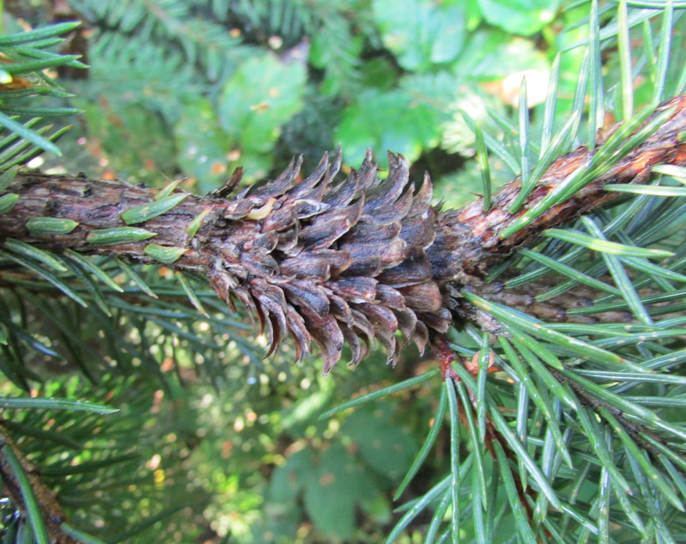 Изображение особи Picea abies.