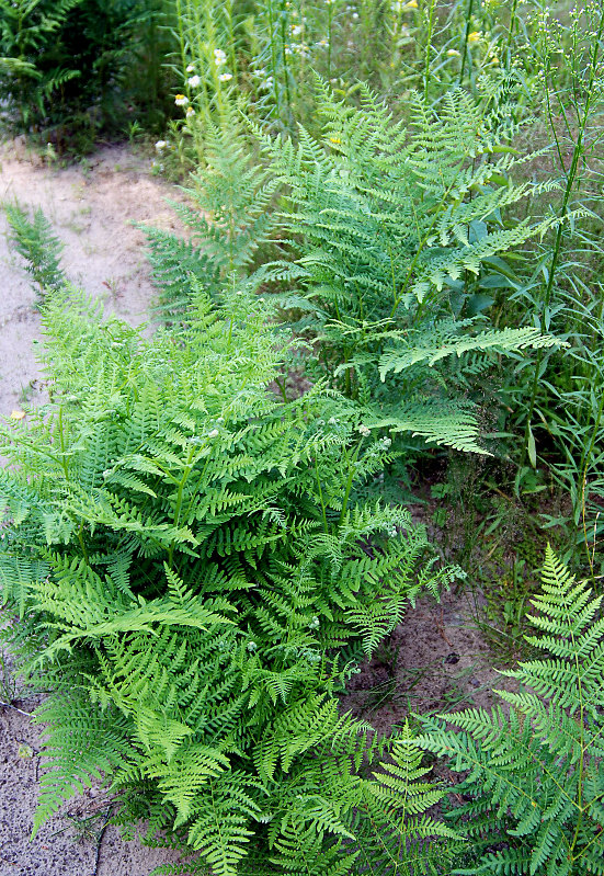 Image of Pteridium pinetorum specimen.