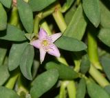 Sesuvium portulacastrum