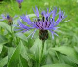 Centaurea montana