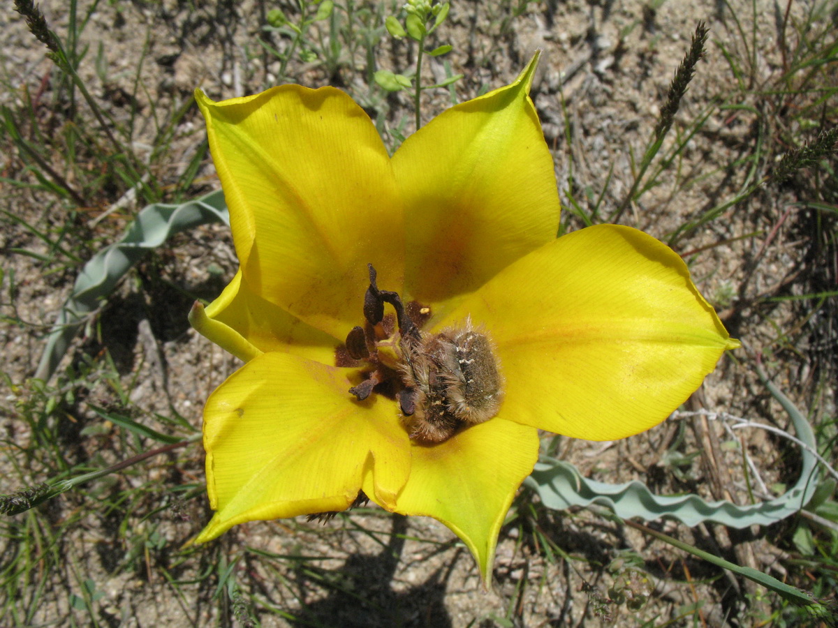 Изображение особи Tulipa lehmanniana.