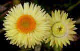 Xerochrysum bracteatum. Соцветия. Германия, г. Крефельд, Ботанический сад. 06.09.2014.