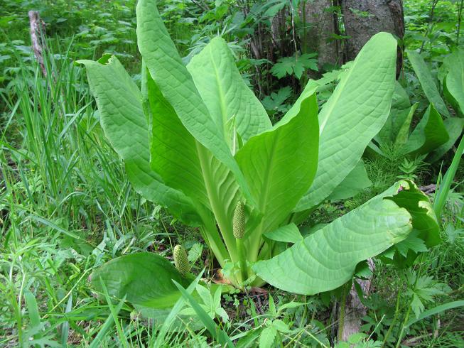 Image of Lysichiton camtschatcensis specimen.