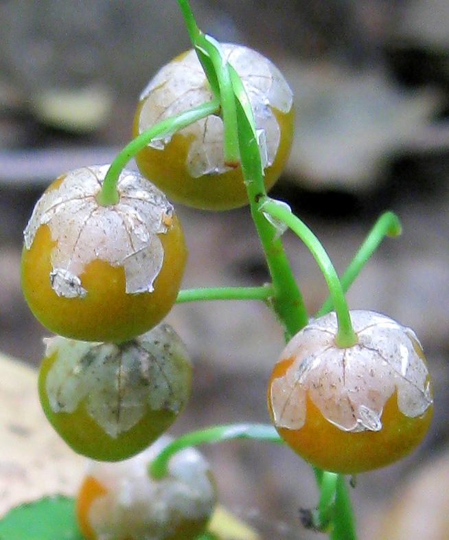 Image of Convallaria majalis specimen.