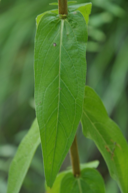 Изображение особи Lythrum tomentosum.