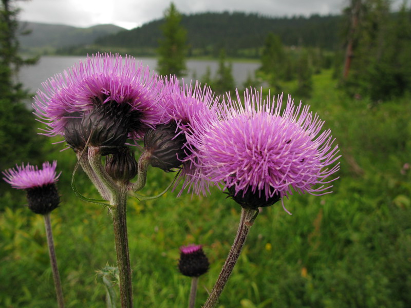 Изображение особи Cirsium helenioides.