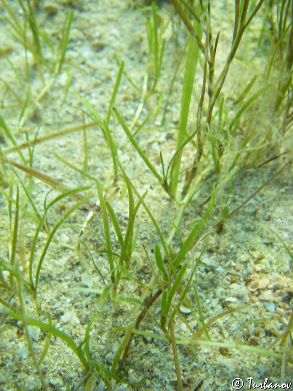 Зостера цена. Zostera Marina. Зостера морская. Взморник водоросль. Zostera noltii.