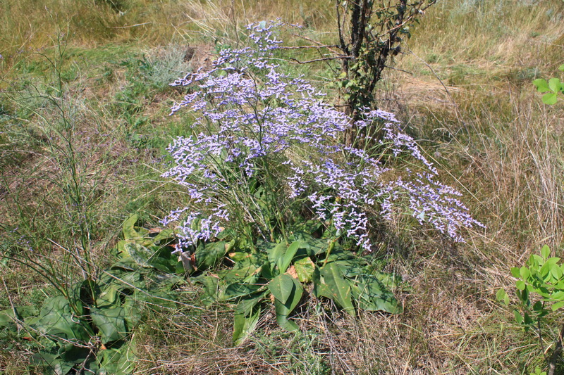 Изображение особи Limonium tomentellum.