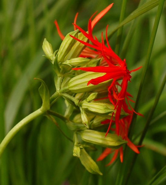 Изображение особи Lychnis wilfordii.