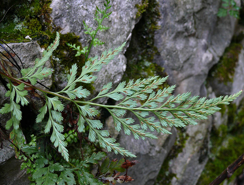 Изображение особи Asplenium adiantum-nigrum.