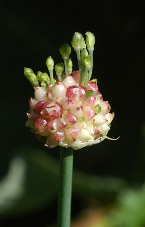 Изображение особи Allium caeruleum.
