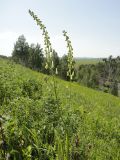 Aconitum barbatum. Верхушка цветущего растения. Иркутская обл., Иркутский р-н, окр. дер. Позднякова, разнотравный луг на склоне холма. 20.07.2015.