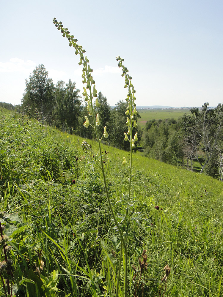 Изображение особи Aconitum barbatum.