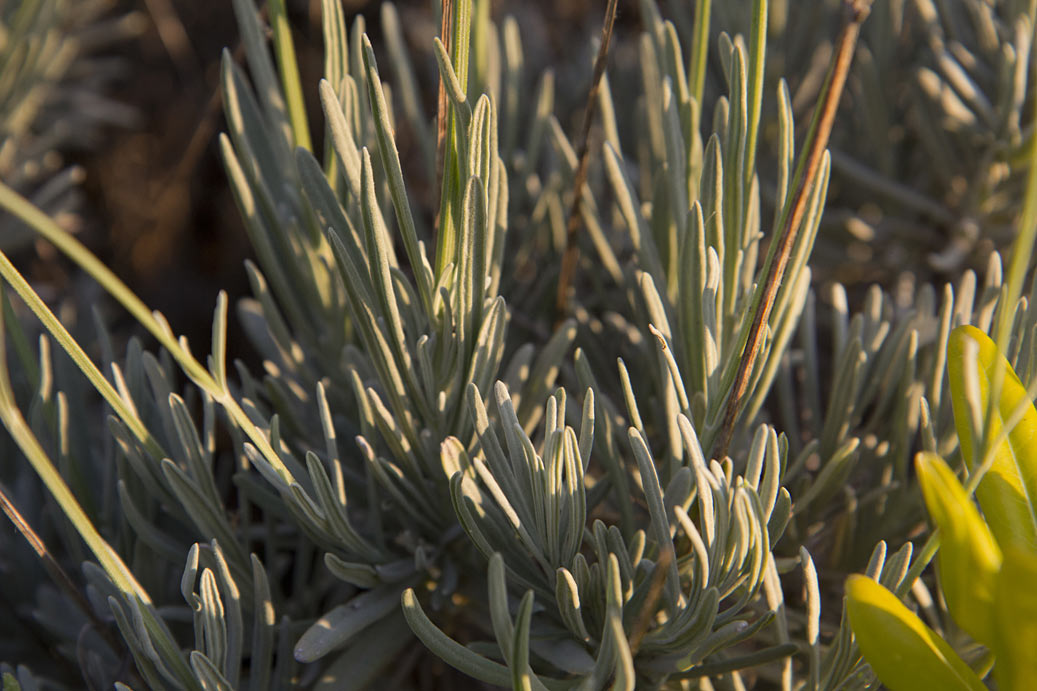 Image of Lavandula angustifolia specimen.