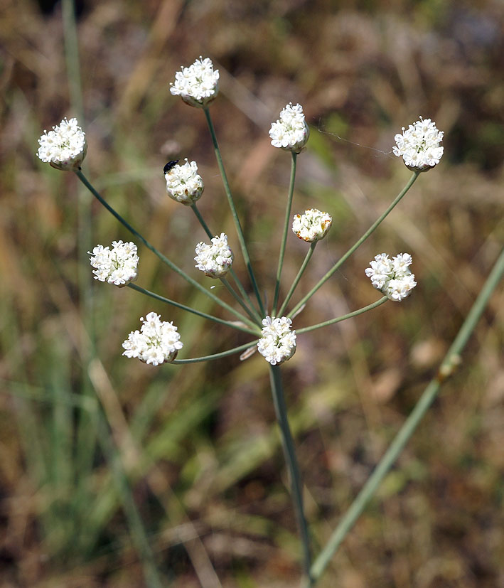 Image of Hyalolaena bupleuroides specimen.