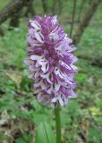 Orchis purpurea подвид caucasica. Верхушка побега с соцветием. Краснодарский край, Абинский р-н, окр. ст. Шапсугская, дубово-грабовый лес. 28.04.2014.