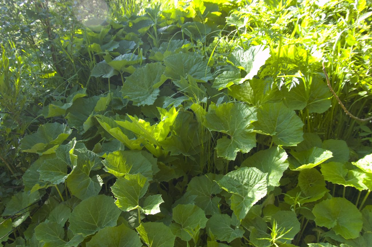 Image of Petasites albus specimen.