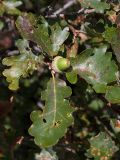 Quercus pubescens. Верхушка побега с плодом. Черногория, окр. пос. Пржно (Pržno). 07.10.2014.