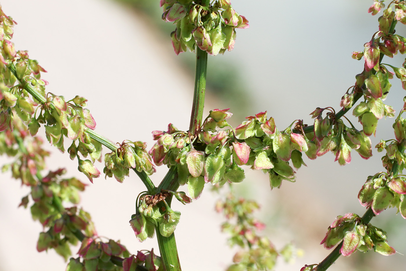 Изображение особи Rumex pamiricus.