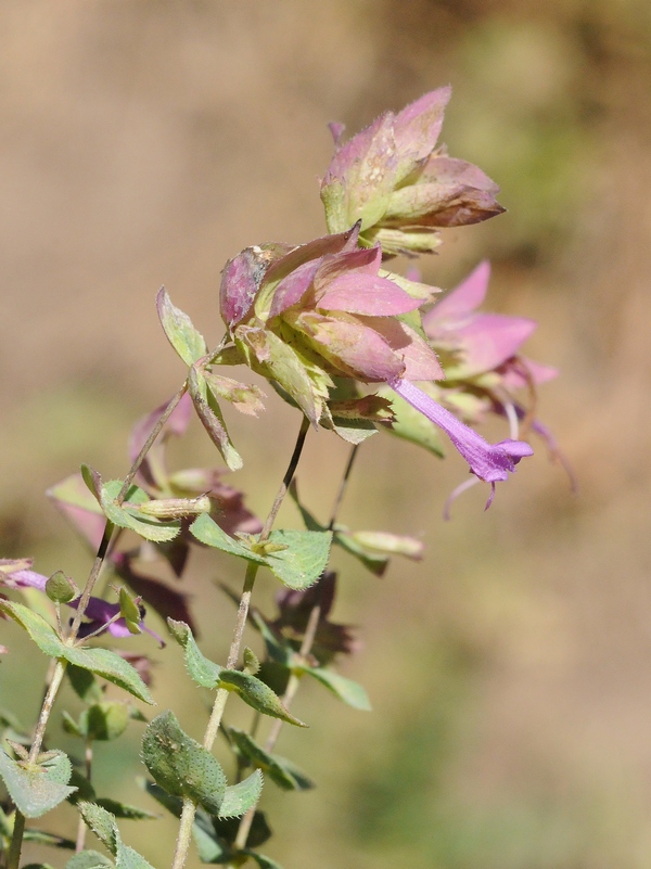 Image of Origanum rotundifolium specimen.