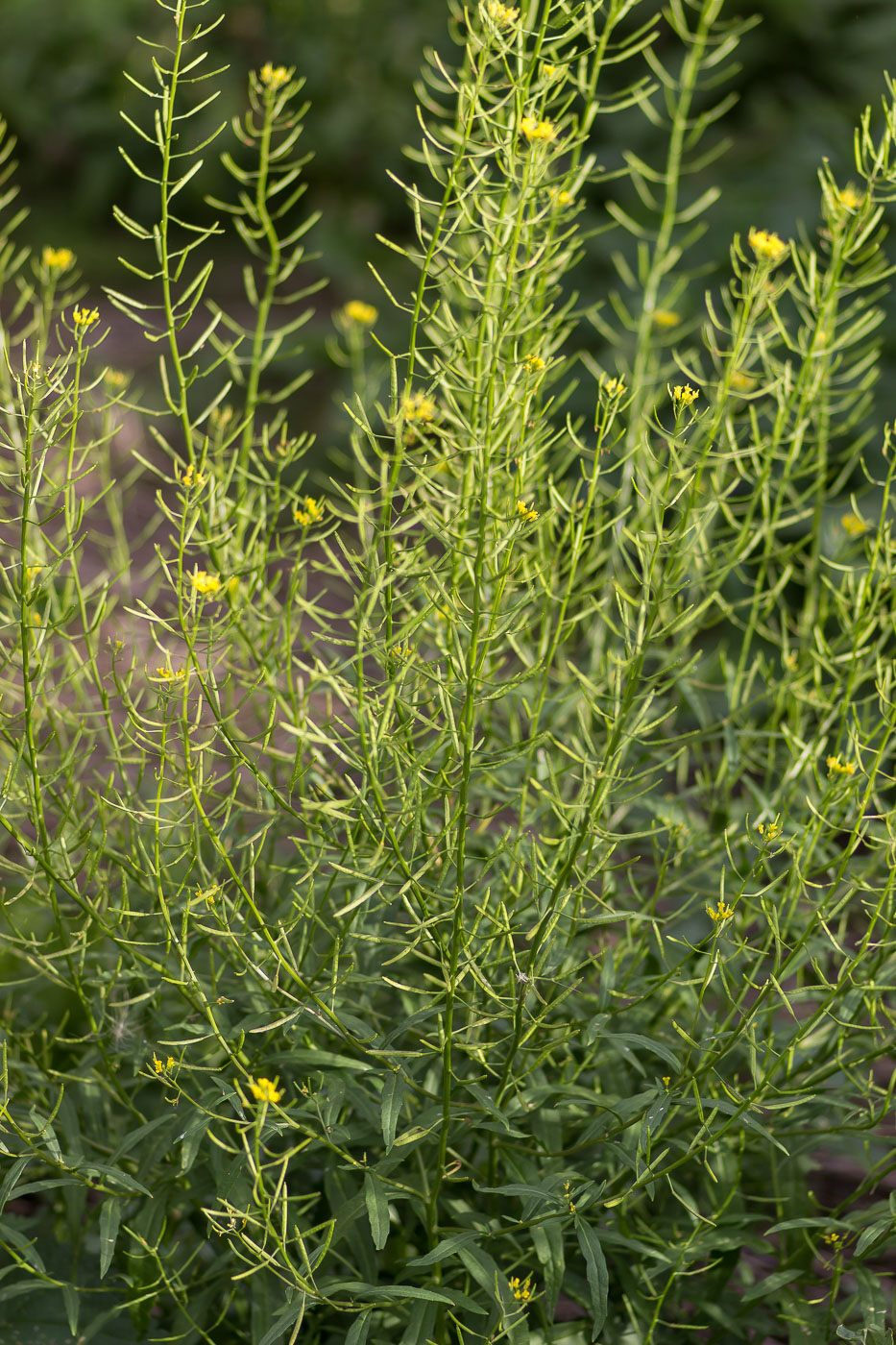 Image of Erysimum cheiranthoides specimen.