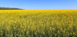 Brassica napus. Поле цветущих растений. Ростовская обл., Неклиновский р-н, Андреево-Мелентьевское с/п. 21.05.2015.