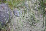 Equisetum variegatum