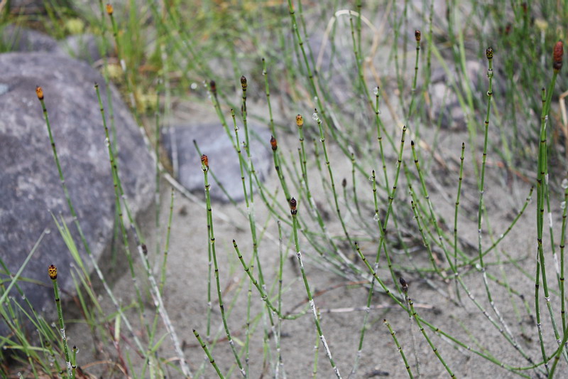 Изображение особи Equisetum variegatum.