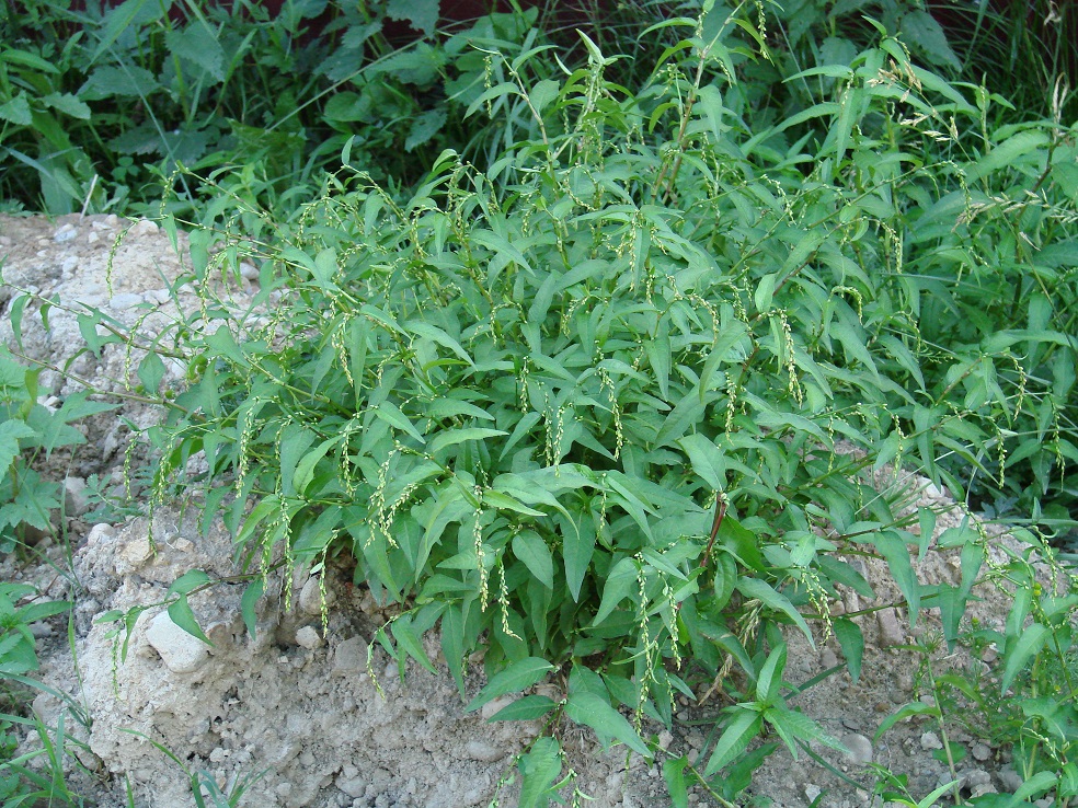 Image of Persicaria hydropiper specimen.