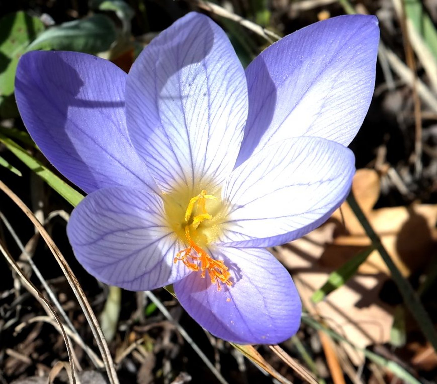 Изображение особи Crocus speciosus.