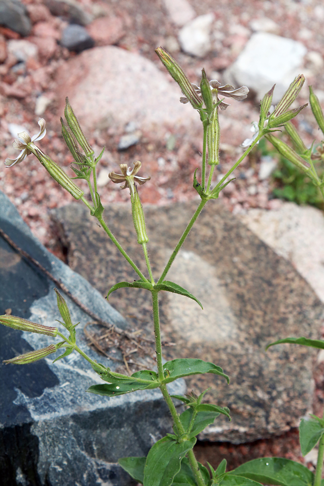 Image of Silene turkestanica specimen.