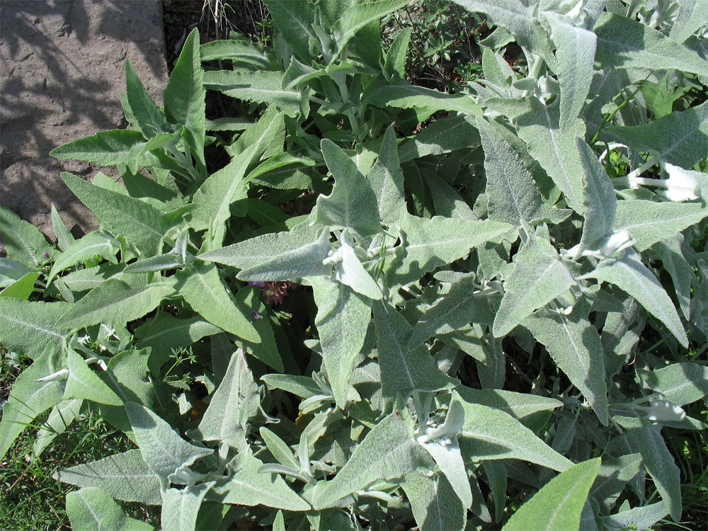 Изображение особи Salvia canariensis.