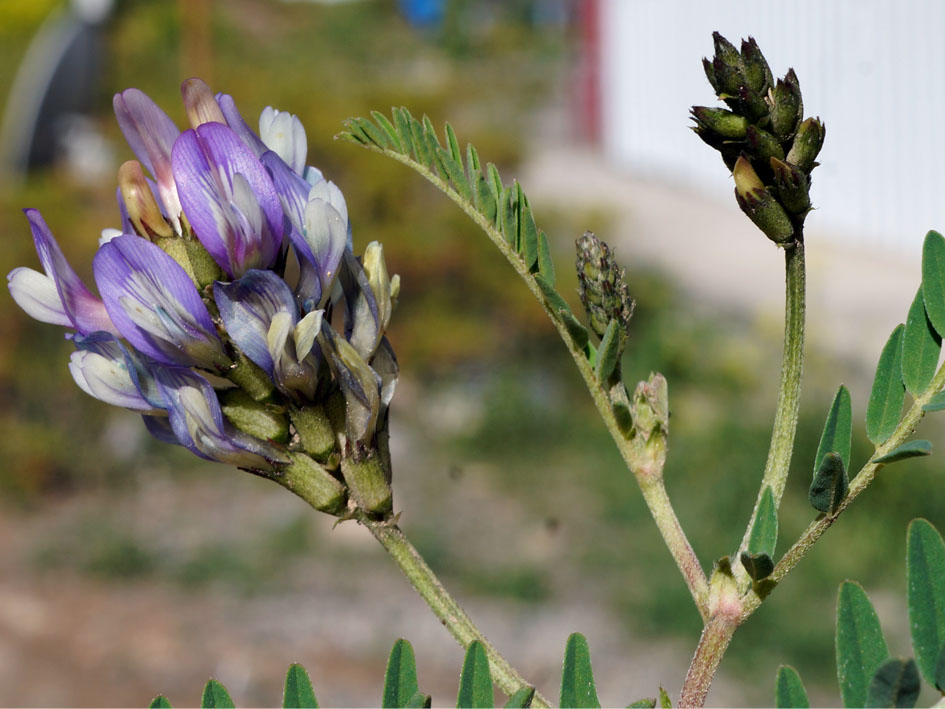 Изображение особи Astragalus tibetanus.