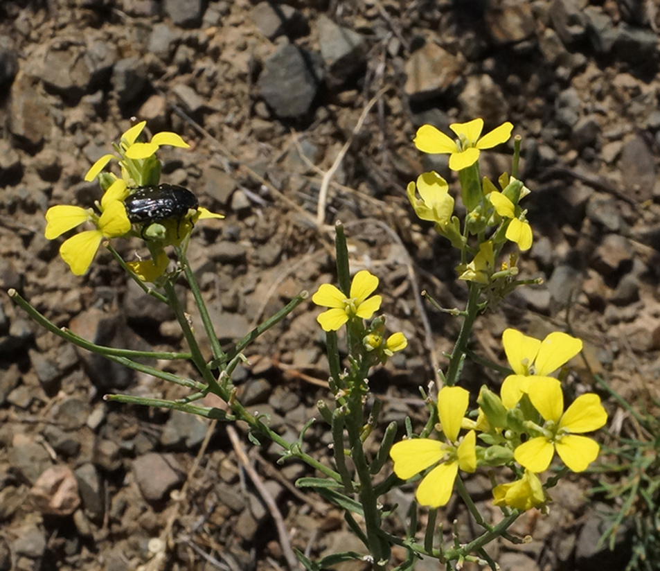 Изображение особи Erysimum canescens.