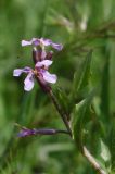 Chorispora tenella